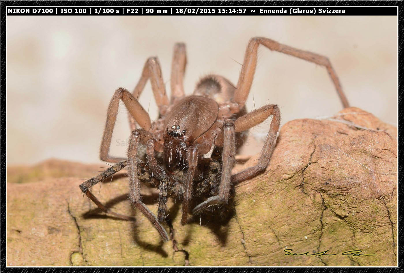 Drassodes sp. preda Pardosa sp. - Ennenda (Glarus), Svizzera